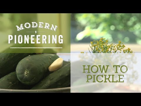 Homemade Dill Pickles - You Can Pickle Anything with this Recipe and Technique
